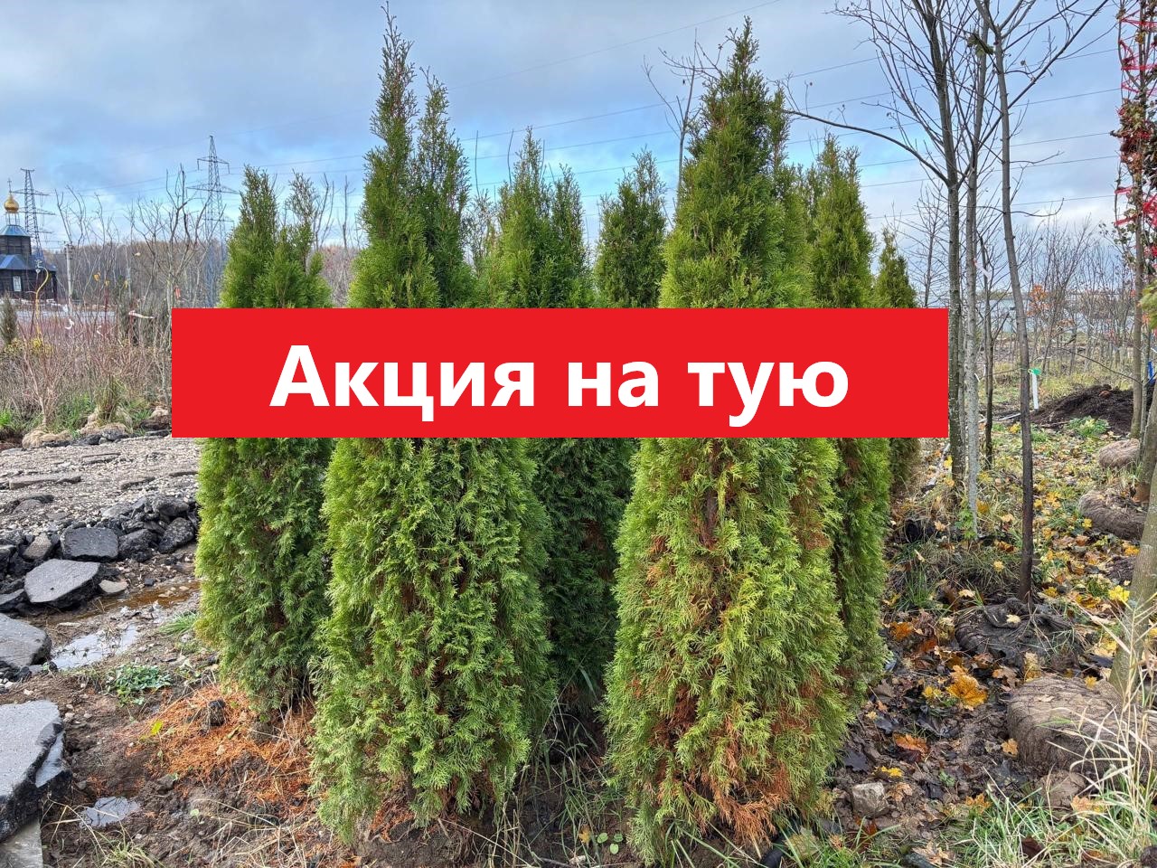 Акция на Тую Смарагд 200-250 см | При покупке от 10 штук