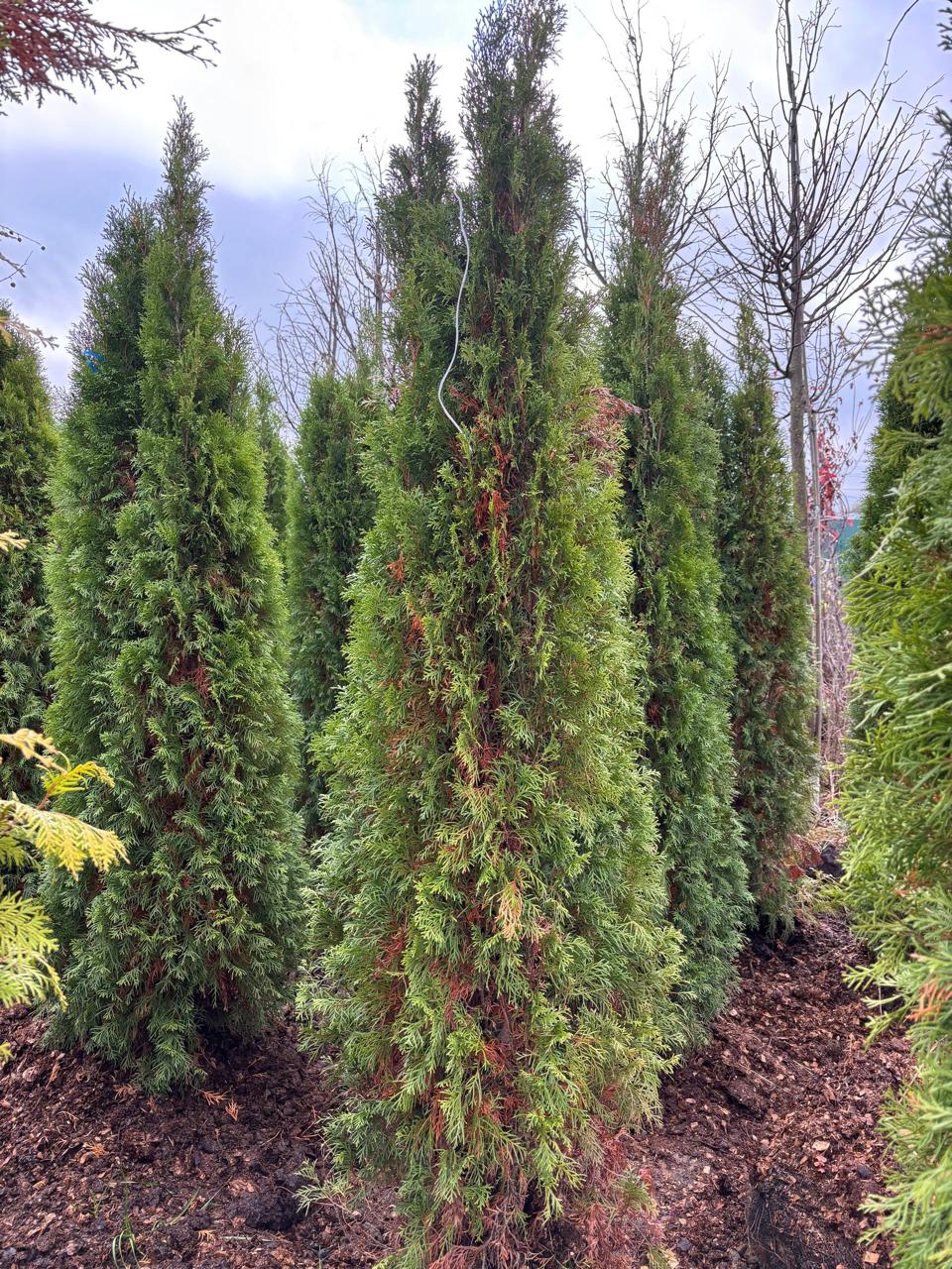 Туя Смарагд на поле питомника ЦентроСад