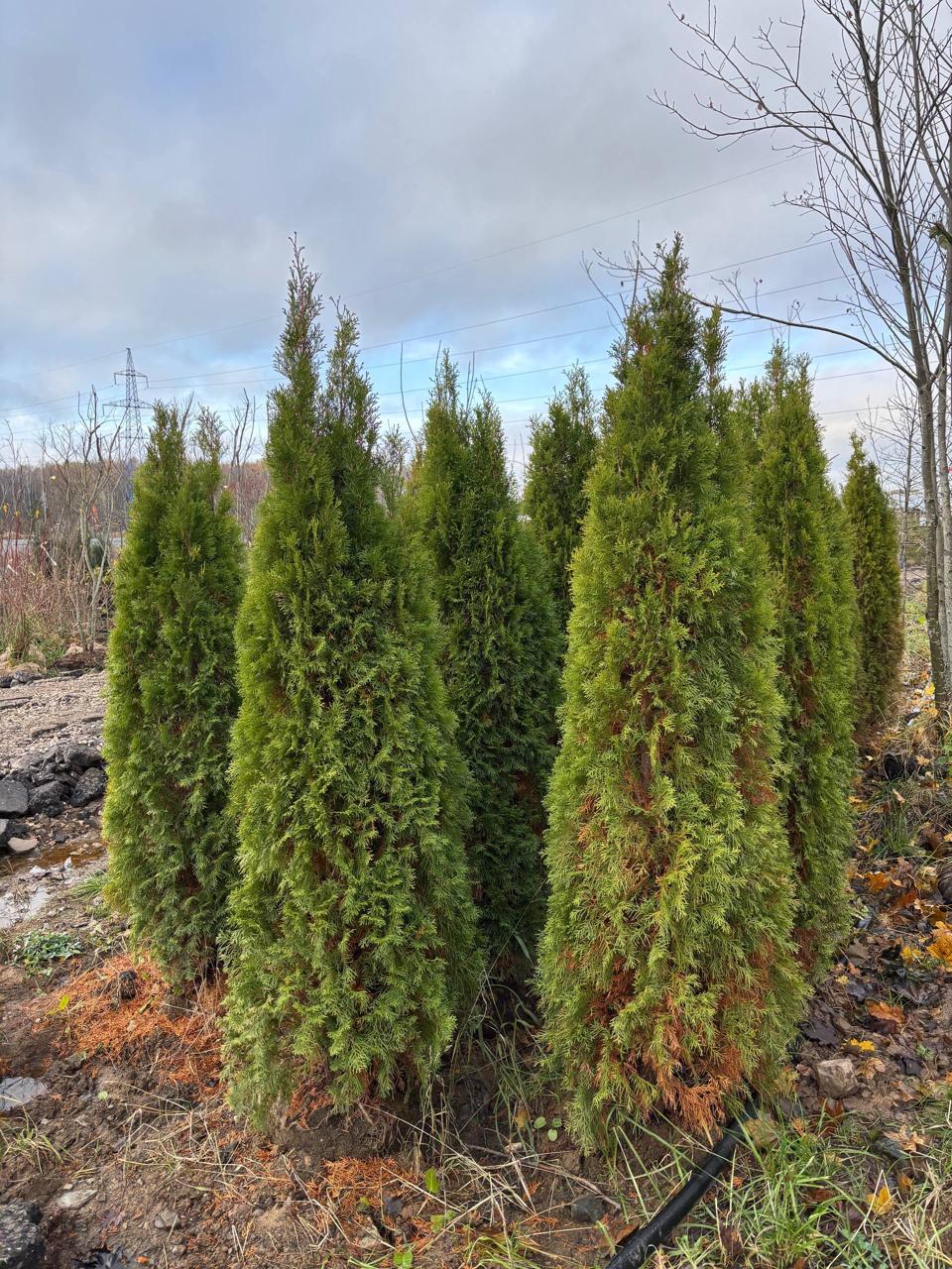 Туя Смарагд в контейнерах питомника ЦентроСад