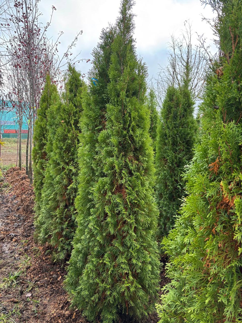 Туя Смарагд на поле питомника саженцев ЦентроСад