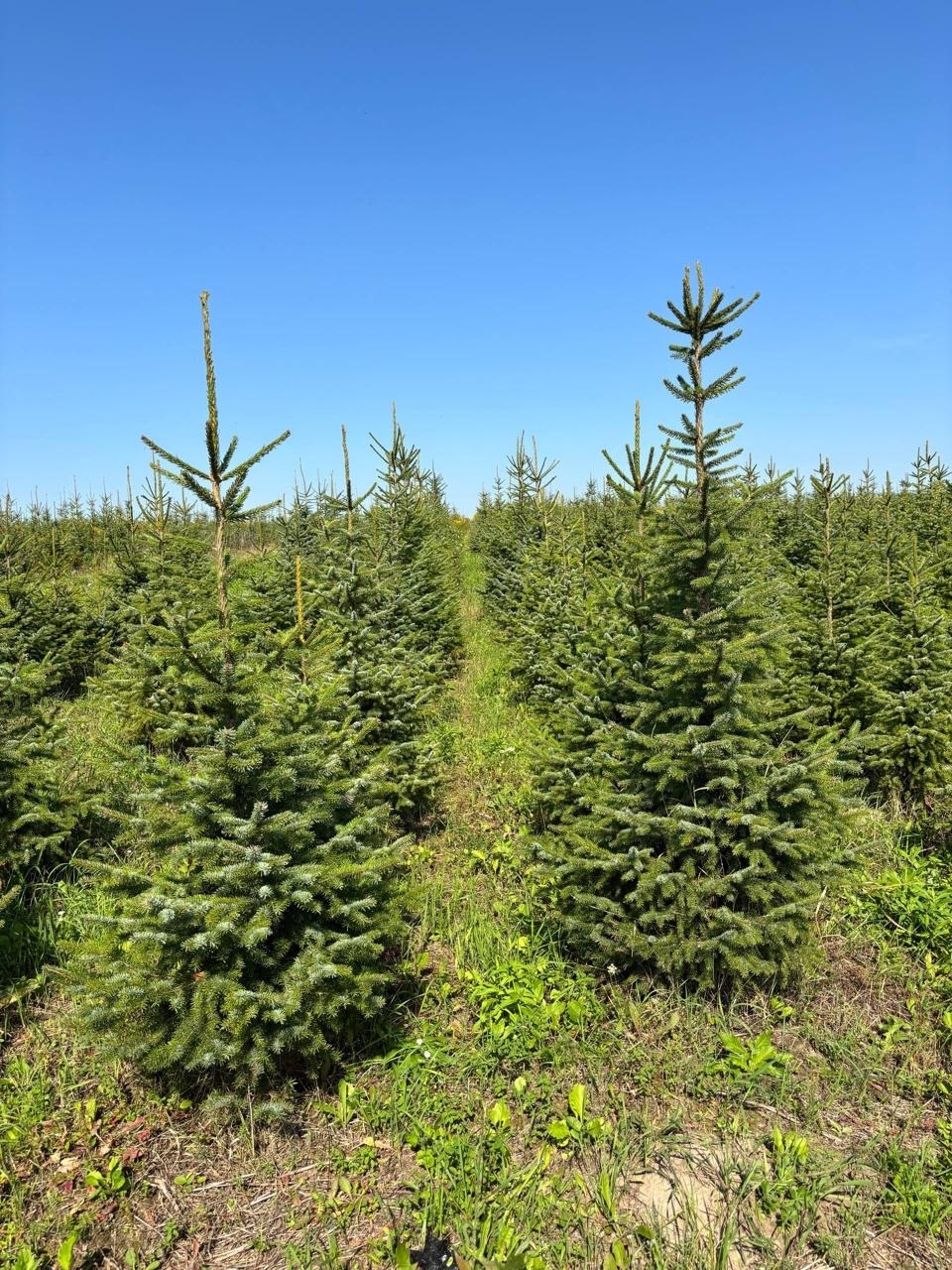 Питмоник ЦентроСад объявляет акцию на хвойные деревья