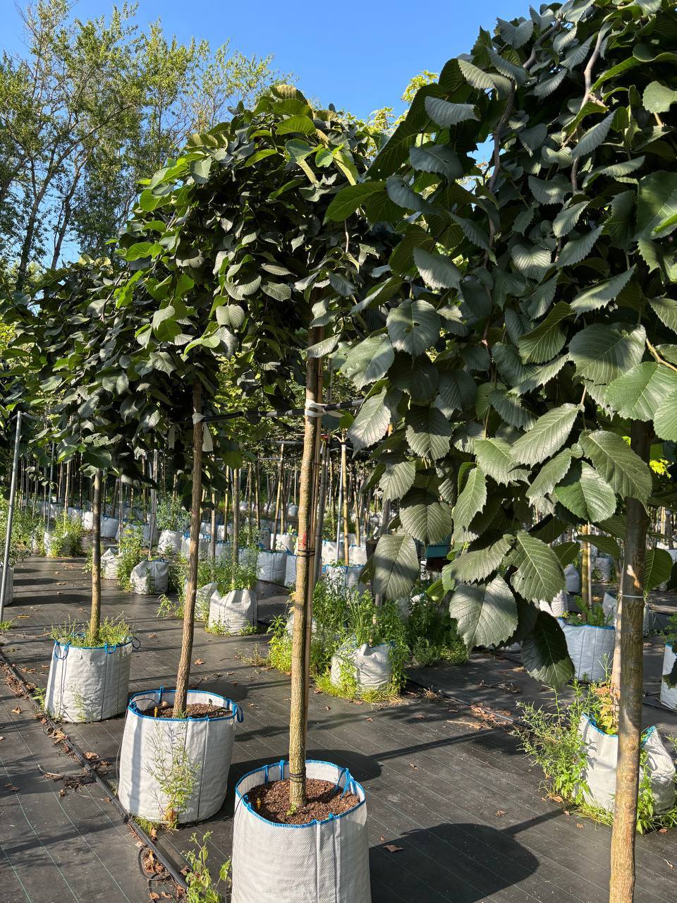 Обновление ассортимента лиственных деревьев - сентябрь 2025