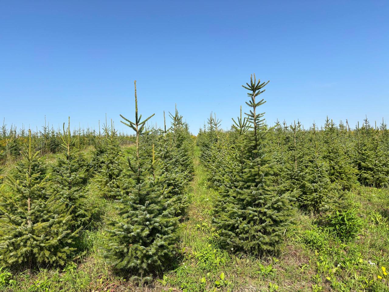 Акция на ель сербскую от питомника ЦентроСад