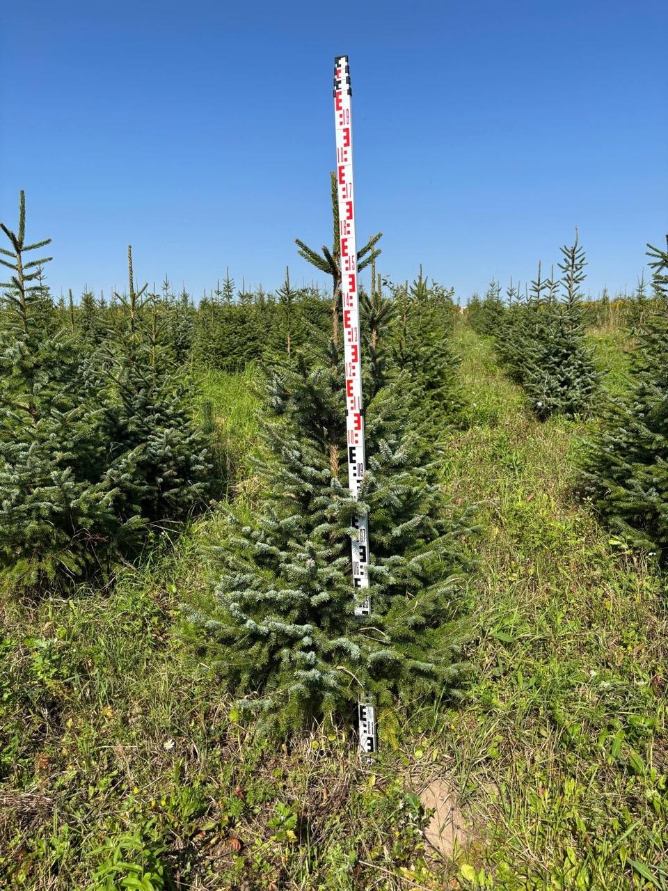 Ель сербская с линейкой на поле питомника саженцев ЦентроСад