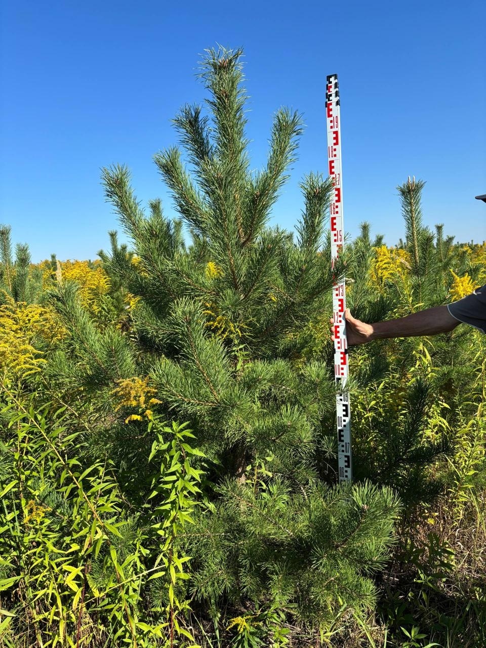Сосна обыкновенная 150-200 см на поле питомника ЦентроСад