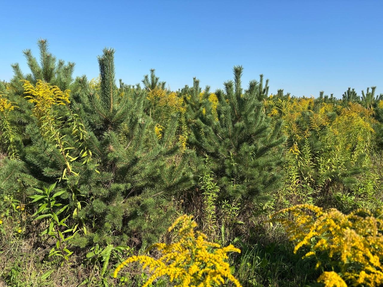 Сосна обыкновенная по акции от питомника саженцев ЦентроСад