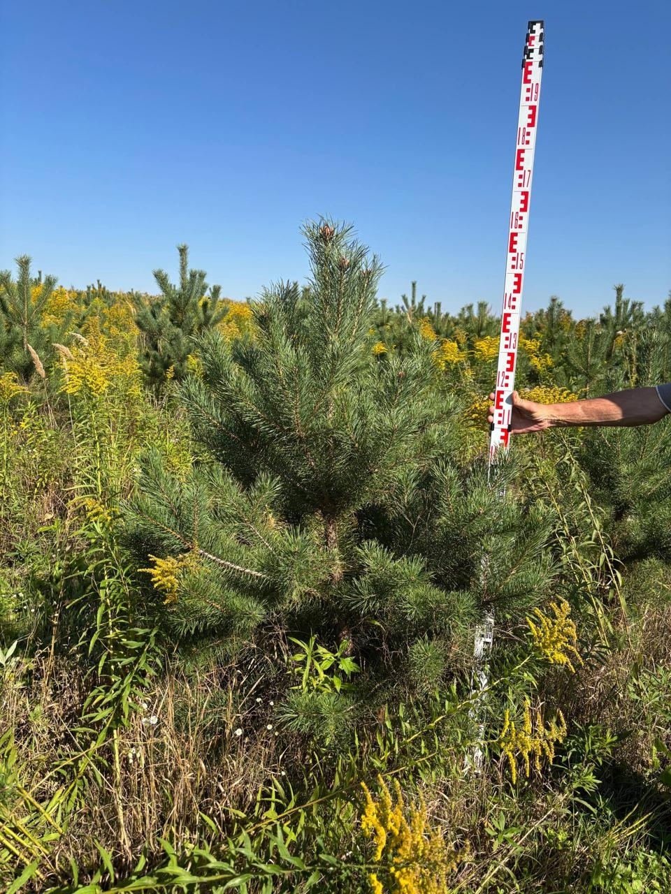 Сосна обыкновенная 150-200 см на поле питомника саженцев ЦентроСад