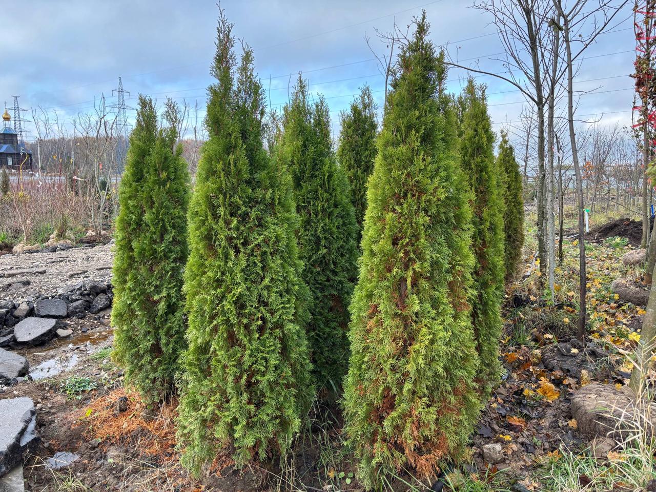 Туя западная Смарагд от питомника саженцев ЦентроСад