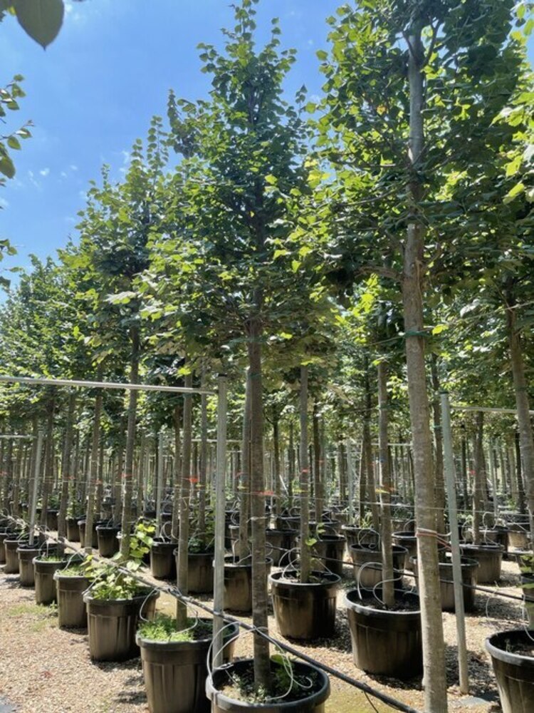Саженцы крупномерной липы Паллида в питомнике ЦентроСад