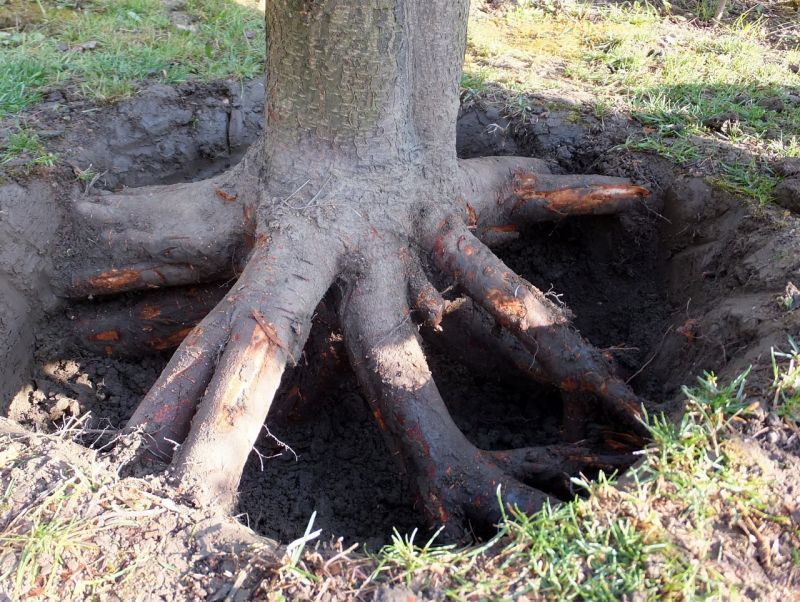 Удаление корней на садовом участке под ключ - Центросад