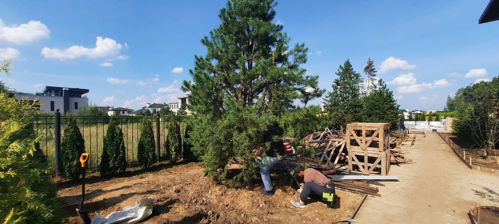 Процесс посадки саженцев крупномерных хвойных деревьев_2