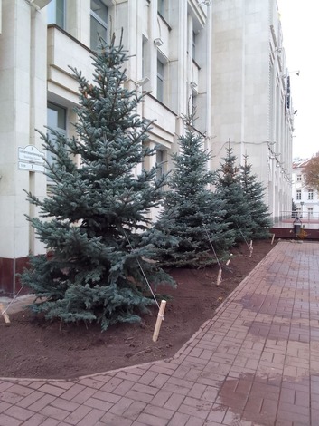 Озеленение у здания администрации города Ярославля